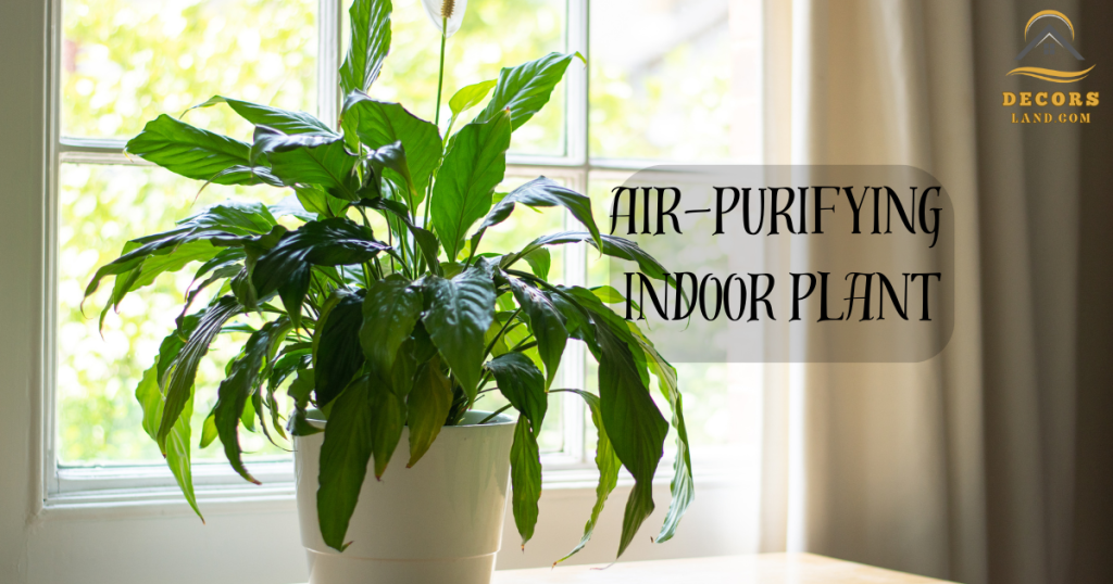 Air purifying indoor plant