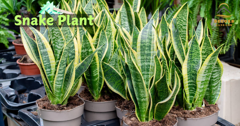 Snake Plant for Indoor Decor