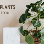 Top 10 plants for indoor decor